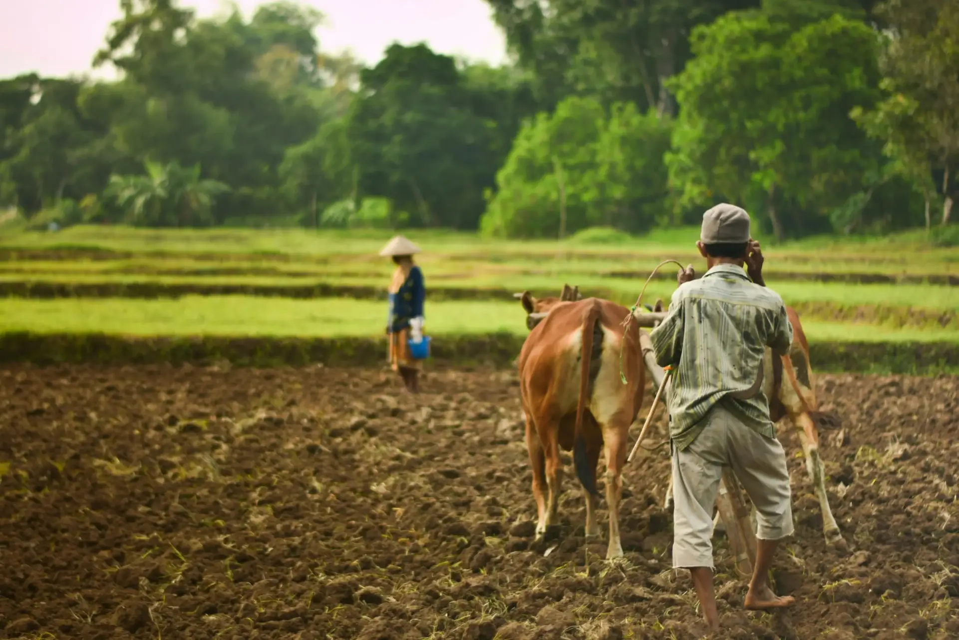 farming and Agriculture A boy in a farm and a cattle